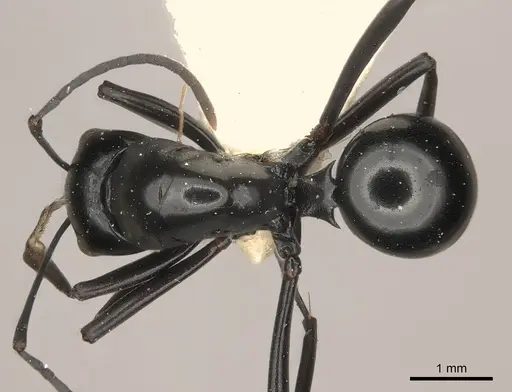 Polyrhachis strumosa specimen