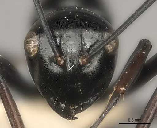 Polyrhachis strumosa specimen
