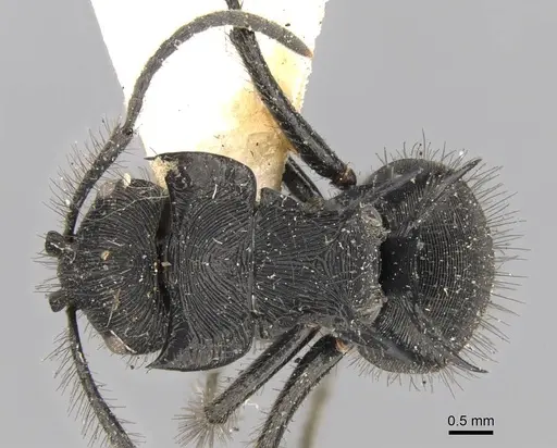 Polyrhachis subaenescens specimen