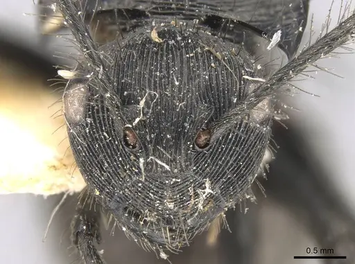 Polyrhachis subaenescens specimen