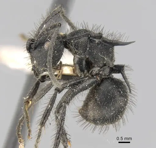 Polyrhachis subaenescens specimen
