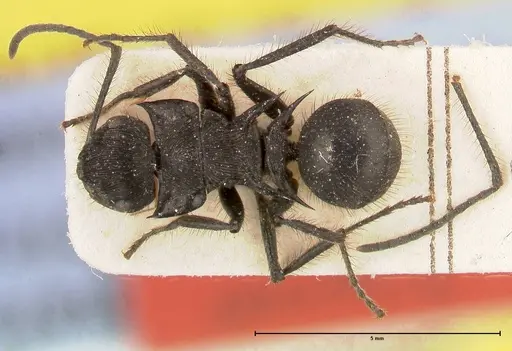 Polyrhachis subaenescens - FOCOL0443