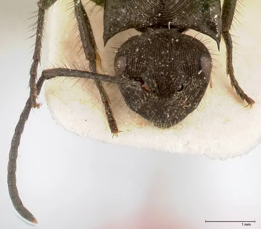 Polyrhachis subaenescens - FOCOL0443