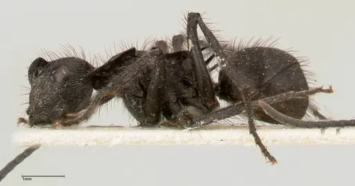 Polyrhachis subaenescens - FOCOL0443
