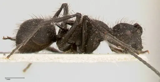 Polyrhachis subaenescens - FOCOL0443