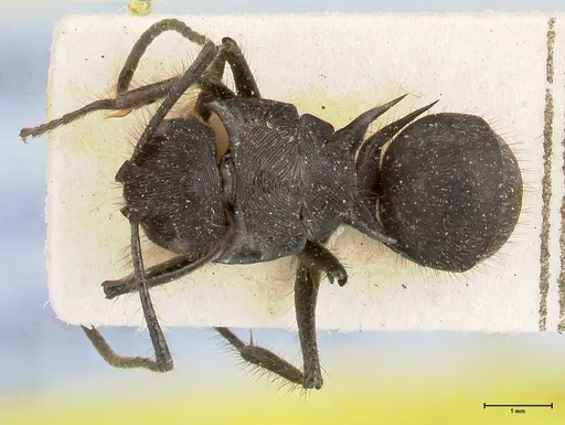 Polyrhachis subaenescens - FOCOL0444