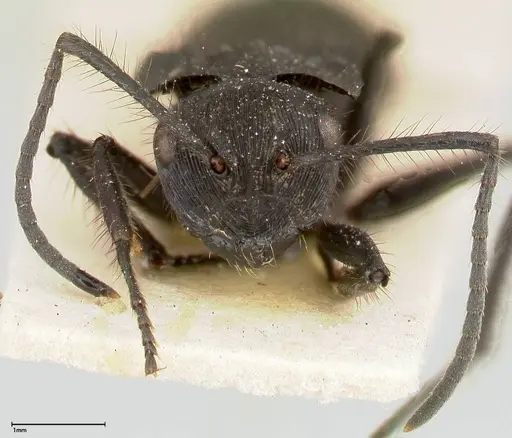 Polyrhachis subaenescens - FOCOL0444