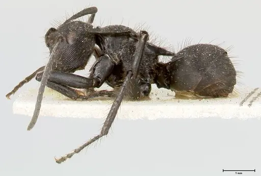 Polyrhachis subaenescens - FOCOL0444