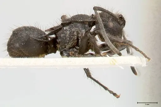 Polyrhachis subaenescens - FOCOL0444