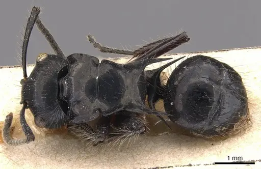 Polyrhachis subcyanea specimen