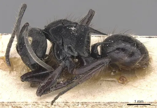 Polyrhachis subcyanea specimen