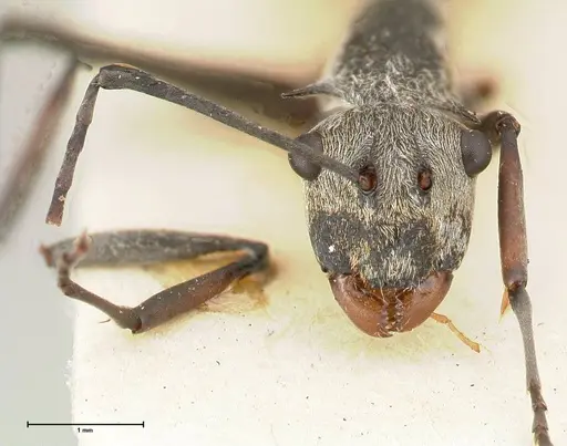 Polyrhachis subfossa specimen
