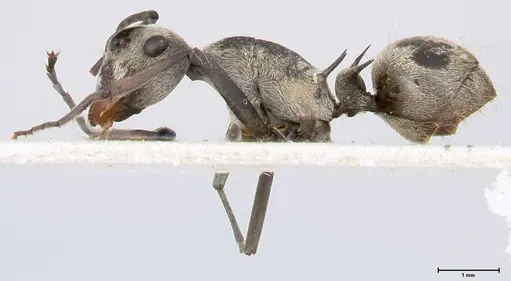 Polyrhachis subfossa specimen