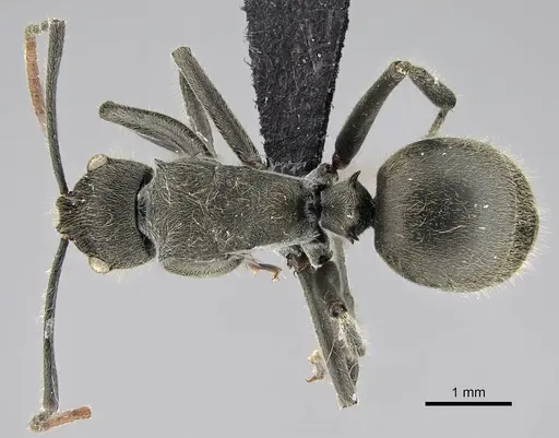 Polyrhachis submarginata specimen