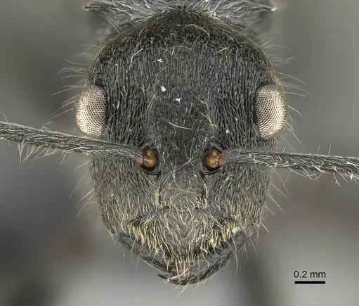 Polyrhachis submarginata specimen