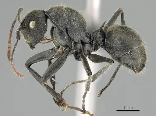 Polyrhachis submarginata specimen