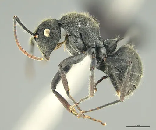 Polyrhachis submarginata - CASENT0088752