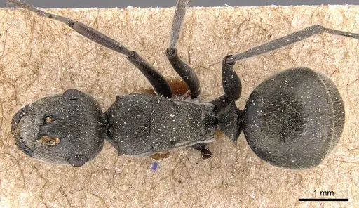 Polyrhachis subpilosa specimen