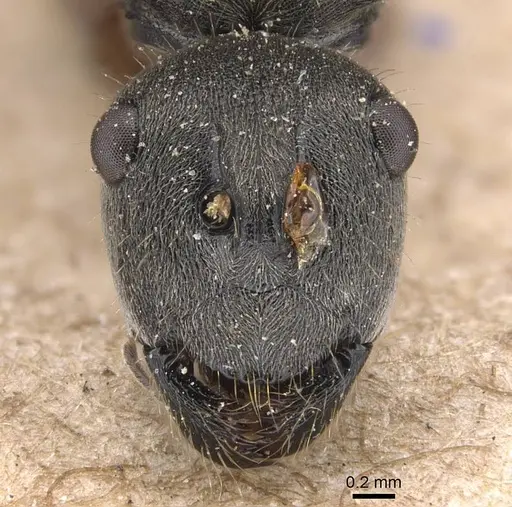 Polyrhachis subpilosa specimen