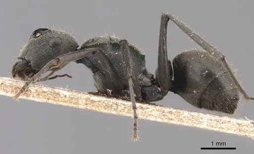Polyrhachis subpilosa specimen