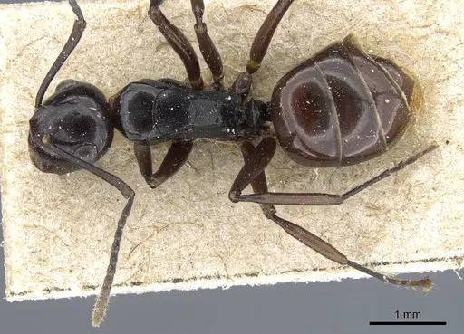 Polyrhachis subtridens specimen