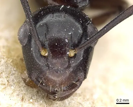 Polyrhachis subtridens specimen