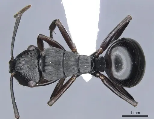 Polyrhachis sukarmani specimen