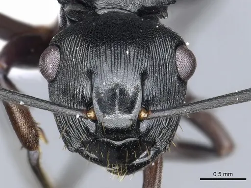 Polyrhachis sukarmani specimen