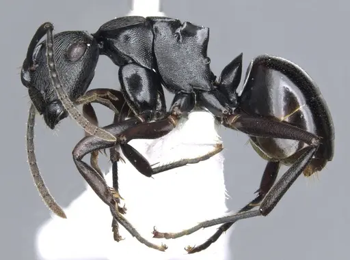 Polyrhachis sukarmani specimen