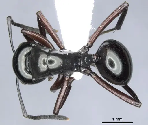Polyrhachis sulang specimen
