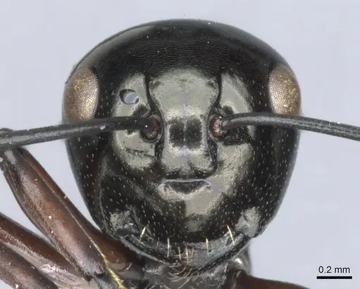 Polyrhachis sulang specimen