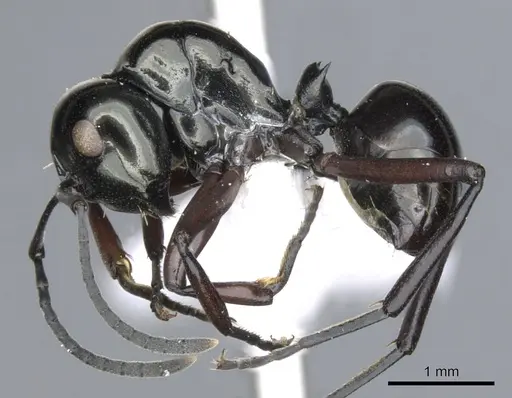 Polyrhachis sulang specimen