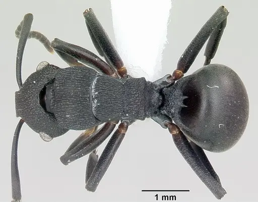 Polyrhachis sulawesiensis specimen