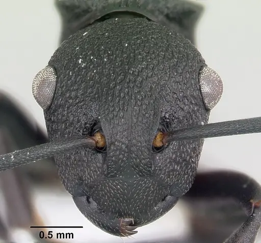 Polyrhachis sulawesiensis specimen