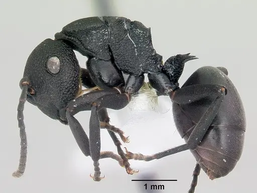 Polyrhachis sulawesiensis specimen