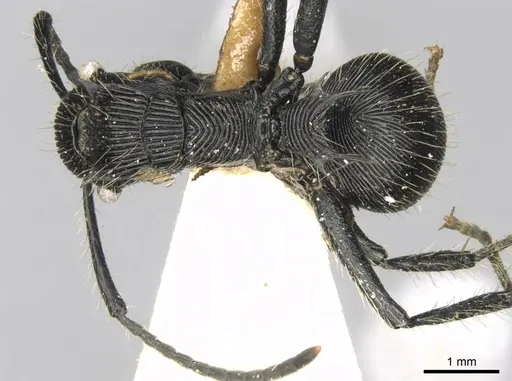 Polyrhachis sulcata specimen