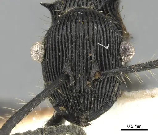 Polyrhachis sulcata specimen