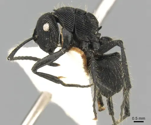Polyrhachis sulcata specimen