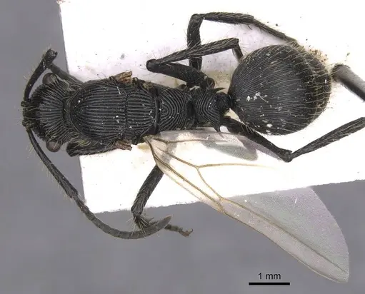 Polyrhachis sulcata - CASENT0913675