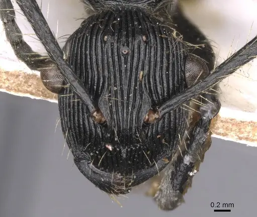 Polyrhachis sulcata - CASENT0913675