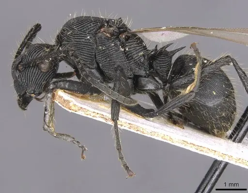 Polyrhachis sulcata - CASENT0913675