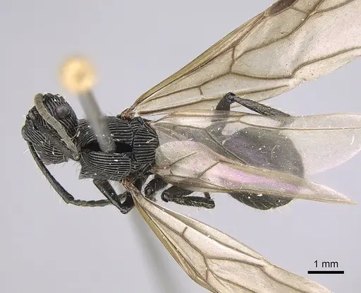 Polyrhachis sulcata - CASENT0923504