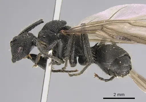Polyrhachis sulcata - CASENT0923504