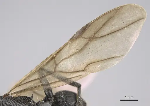 Polyrhachis sulcata - CASENT0923504