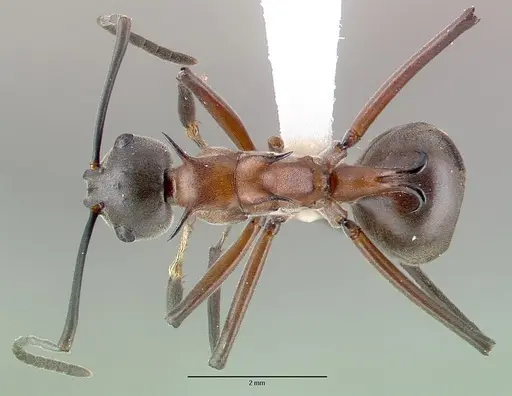 Polyrhachis taylori specimen