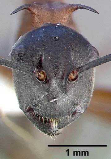 Polyrhachis taylori specimen