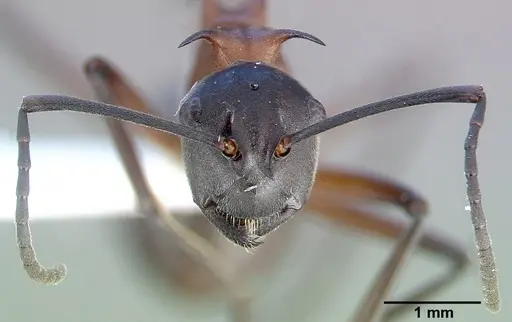 Polyrhachis taylori specimen