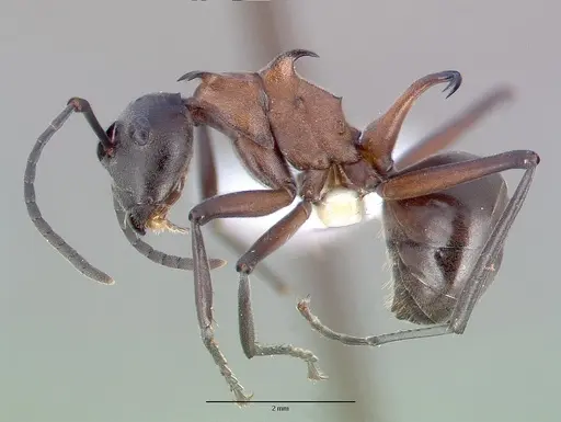 Polyrhachis taylori - CASENT0010665