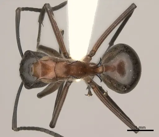 Polyrhachis taylori - CASENT0217439
