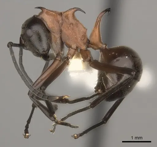 Polyrhachis taylori - CASENT0217439